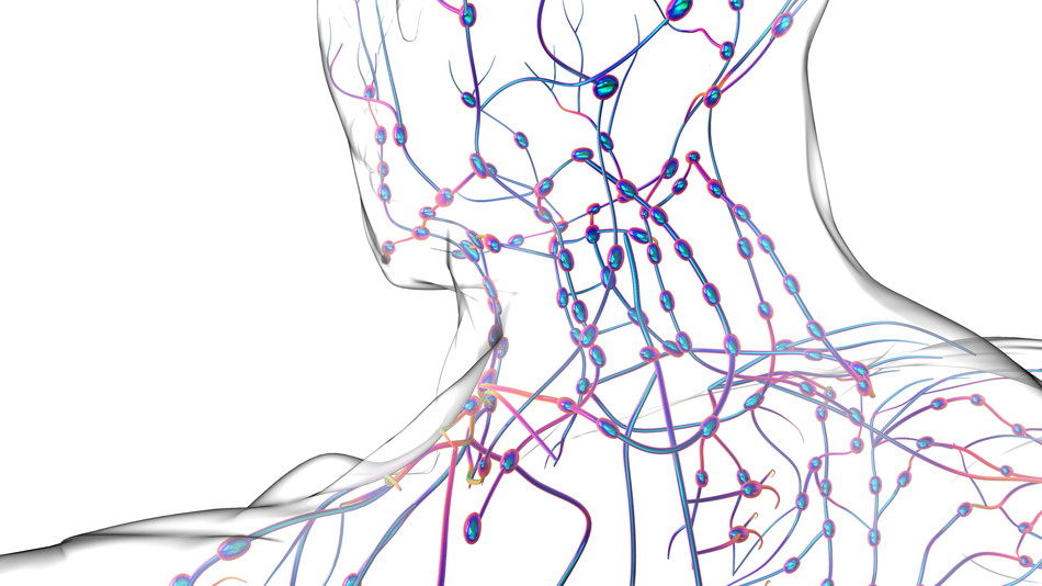 リンパとは何か？むくみや不調と体の回復力の関係